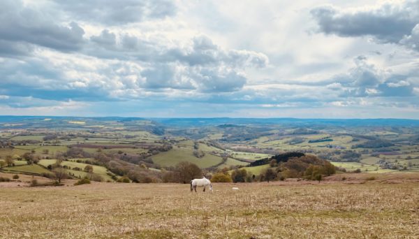 The view from Garway Hill, Herefordshire, with a wild pony in foreground